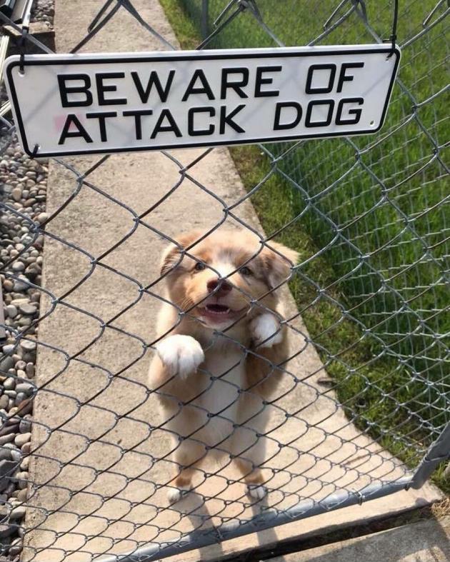 Beware+of+attack+dog