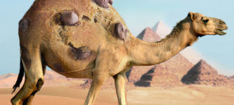 Beware+the+camel+chip+cookies%26%238230%3B