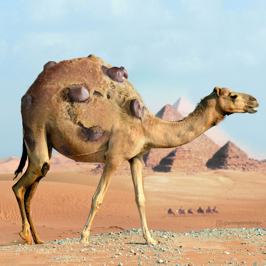 Camel dick meme