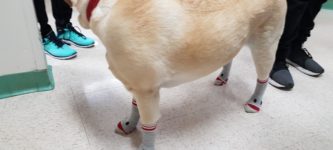 Therapy+dog+at+my+school++wears+sockies+so+his+nails+don%26%238217%3Bt+make+noise+on+the+floor.