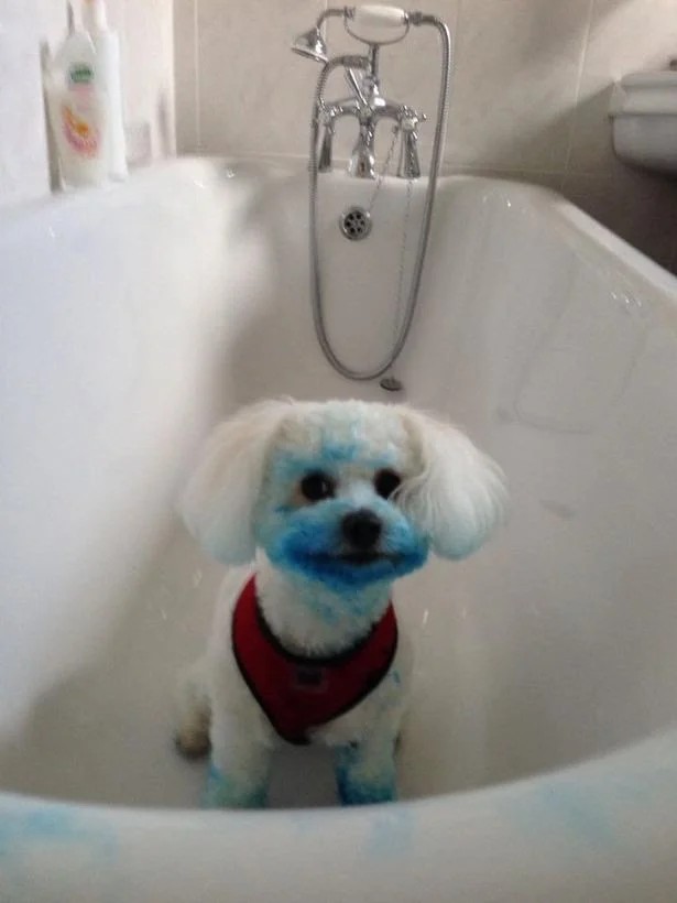 Doggo+found+an+ink+cartridge.