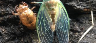 Cicada%2C+freshly+molted+next+to+its+exoskeleton