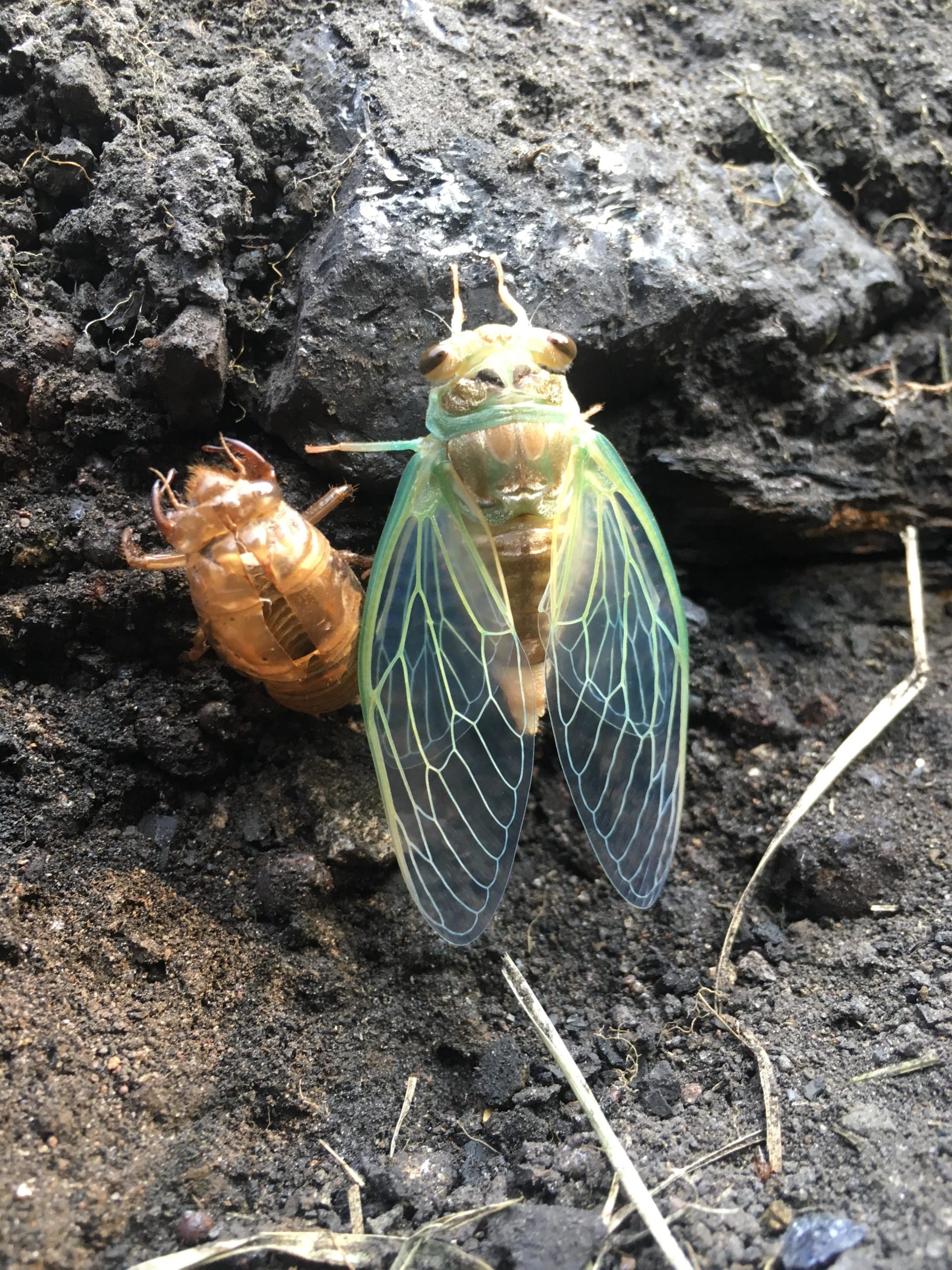 Cicada%2C+freshly+molted+next+to+its+exoskeleton