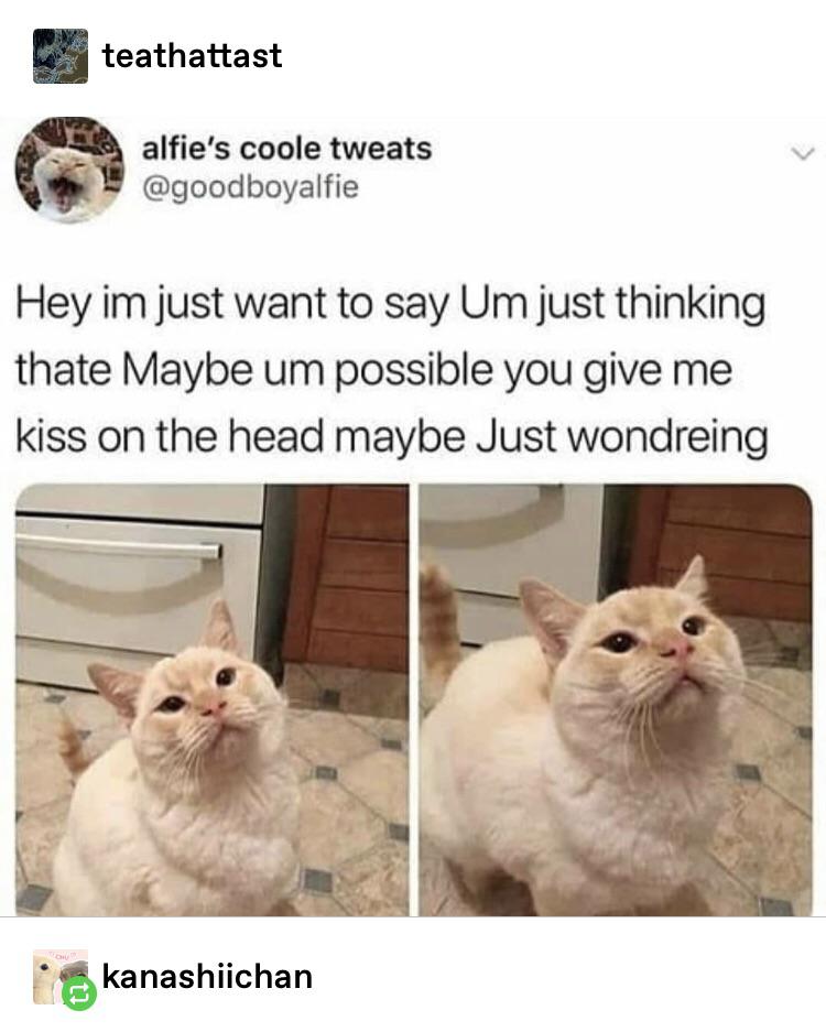 Kitty+needs+a+forehead+kiss