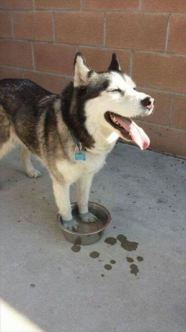 Cool+those+puppies+down.