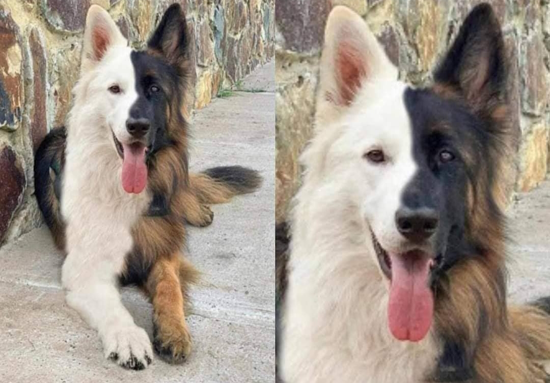 One+hundred+percent+split+personality.