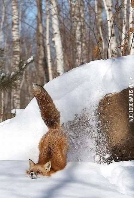 Firefox+has+crashed.