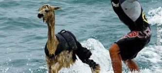 Llama+surfing.