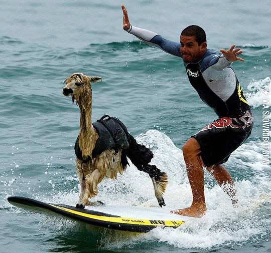 Llama+surfing.