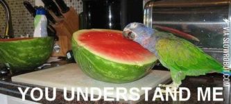 Oh+watermelon%2C+you+understand+me.