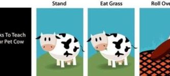 Tricks+to+teach+your+pet+cow.