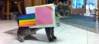 Nyan+cat+try+outs.