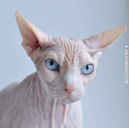 Not+as+cute+without+the+fur%26%238230%3B