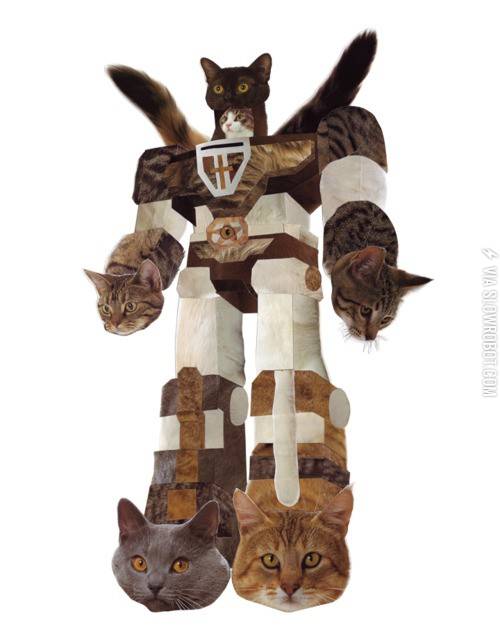 Transformer+cat.