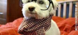 Hipster+dog.