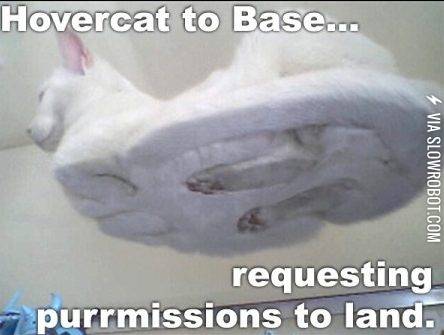 Hovercat+returns.