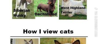 How+I+view+dogs+vs.+how+I+view+cats.