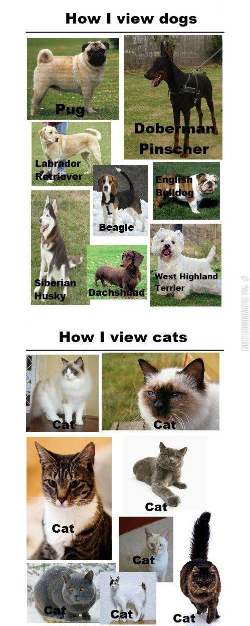 How+I+view+dogs+vs.+how+I+view+cats.
