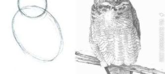 How+to+draw+an+owl.