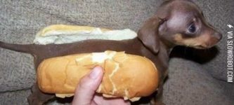 Hot+dog.