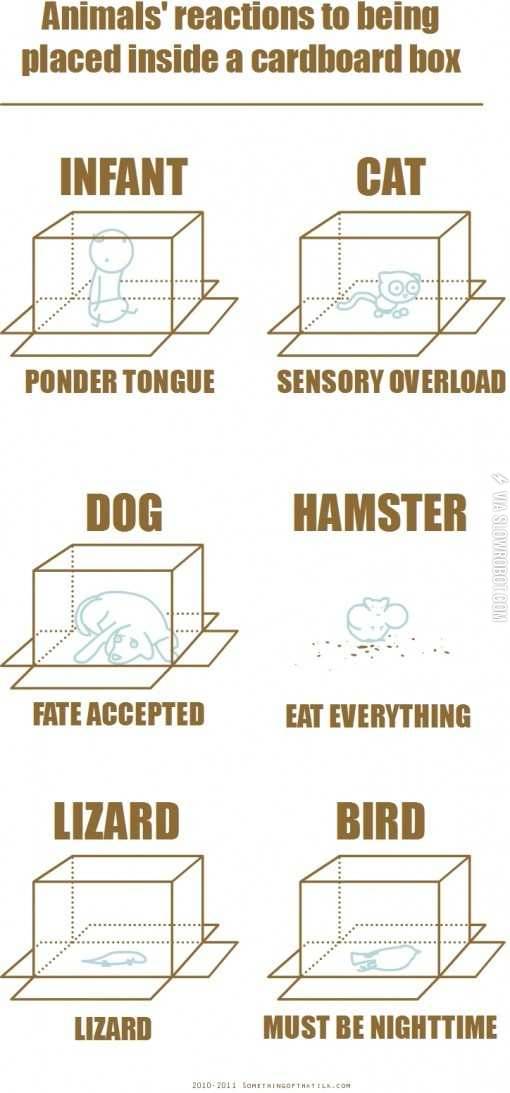 Reactions+to+being+placed+inside+a+box.