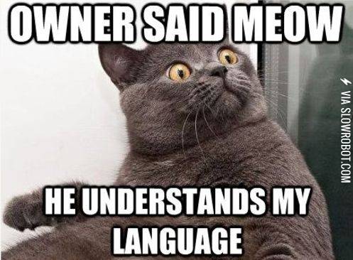 Owner+said+meow%21