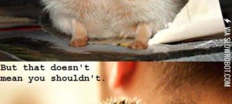 Hedgehogs+need+love+too.
