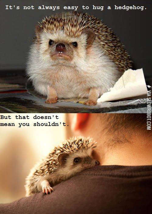 Hedgehogs+need+love+too.