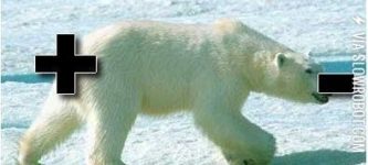 Polar+bear.