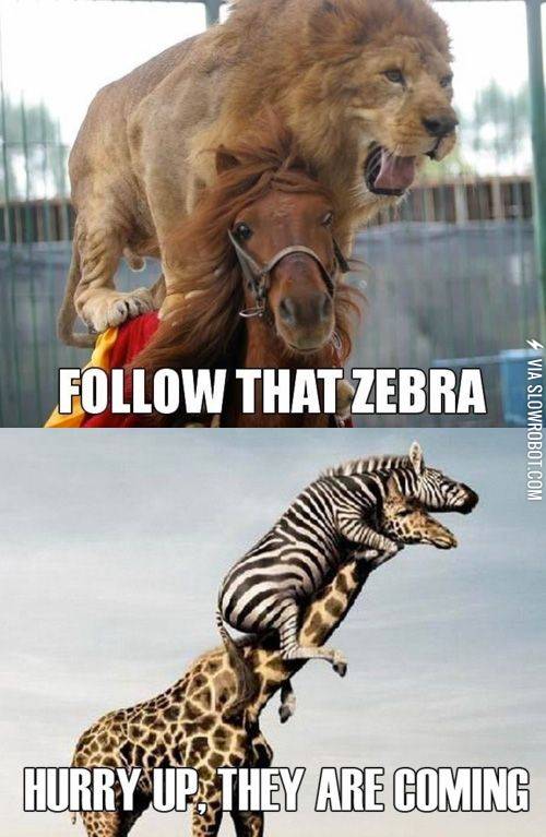Follow+that+zebra%21