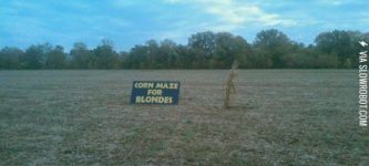 Corn+maze+for+blondes.