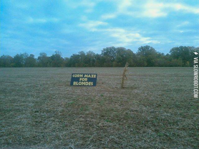 Corn+maze+for+blondes.