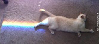 Nyan+cat+in+real+life.