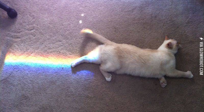 Nyan+cat+in+real+life.