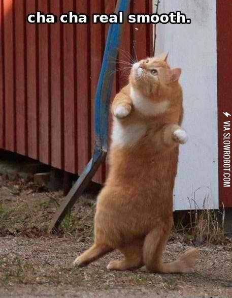 Cha+cha+real+smooth.