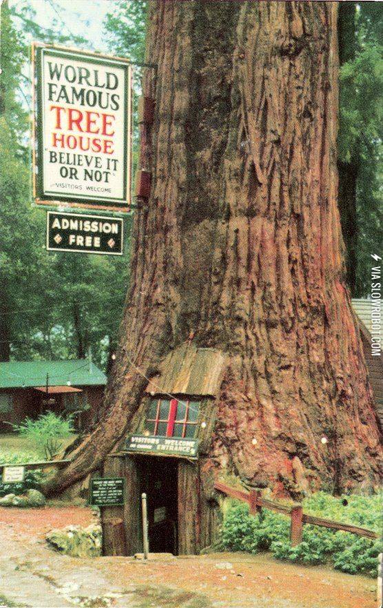 Awesome+tree+house+is+awesome.