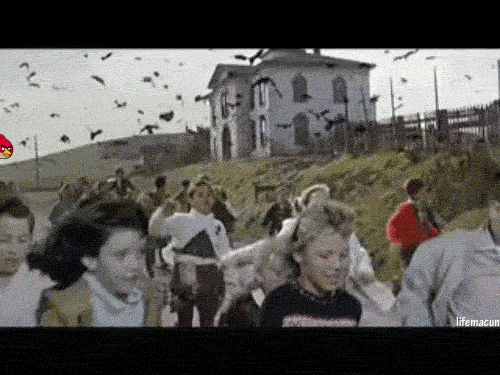 THE+%28angry%29+BIRDS%21