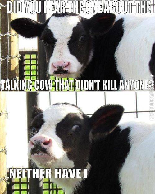 Talking+cow.