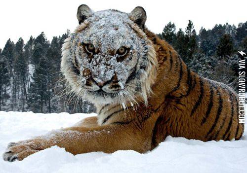 TEH+COCAINE+IS+NICE+HERE.+YES%2C+VERY+NICE.