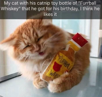 wonder+what+his+hangovers+are+like