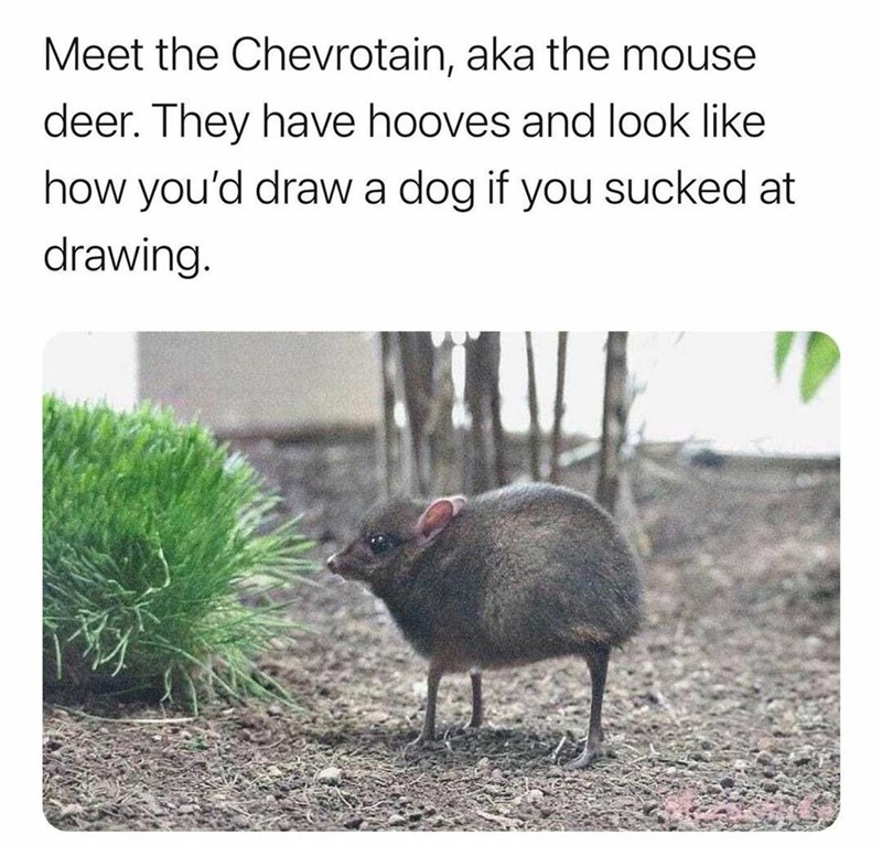 this+is+how+i+draw+dogs