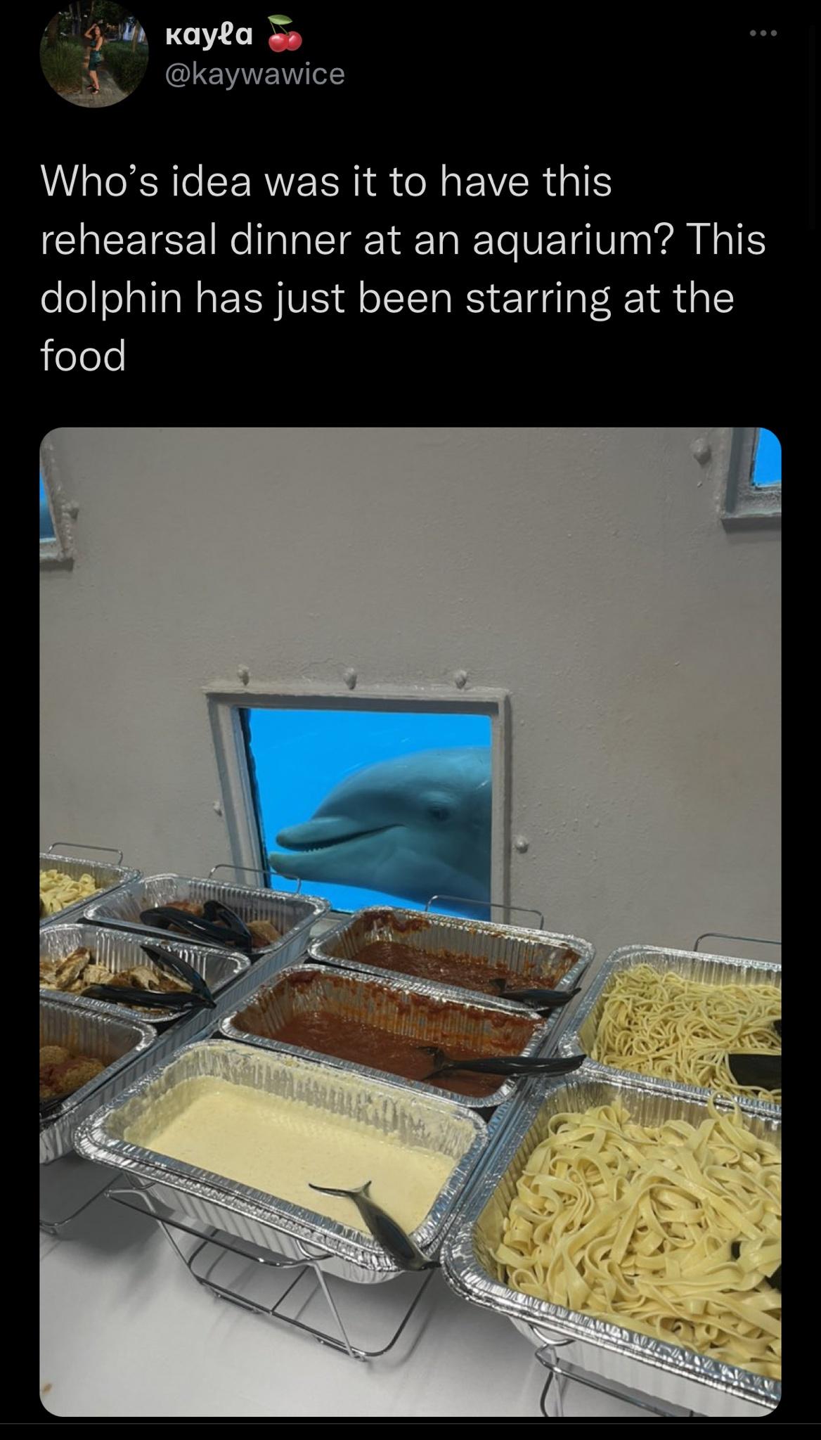 hungry+dolphin