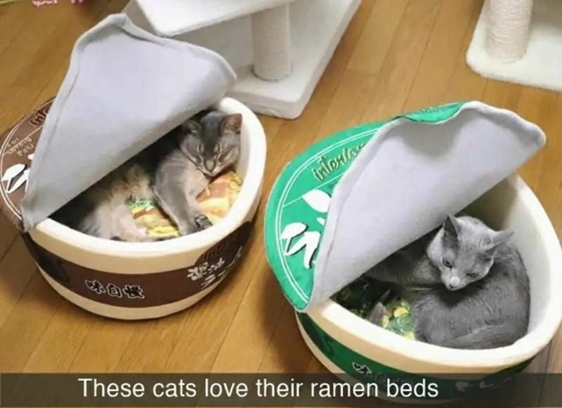 ramen+cats%21