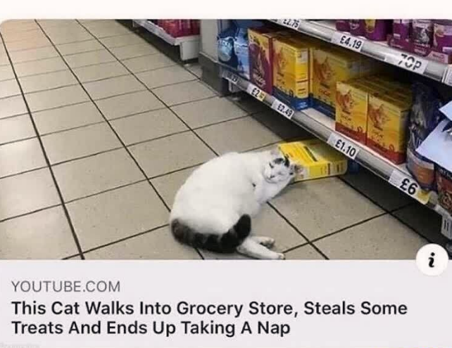 because+it%26%238217%3Bs+a+cat%21