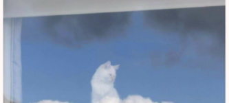 cat+god