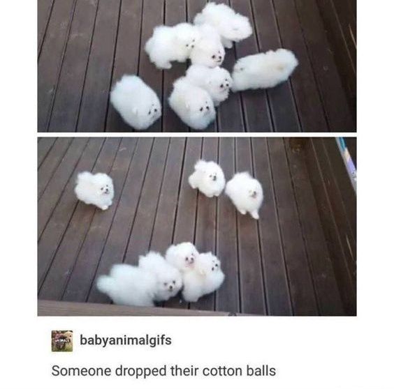 fluff+%26%238216%3Bn+ruff