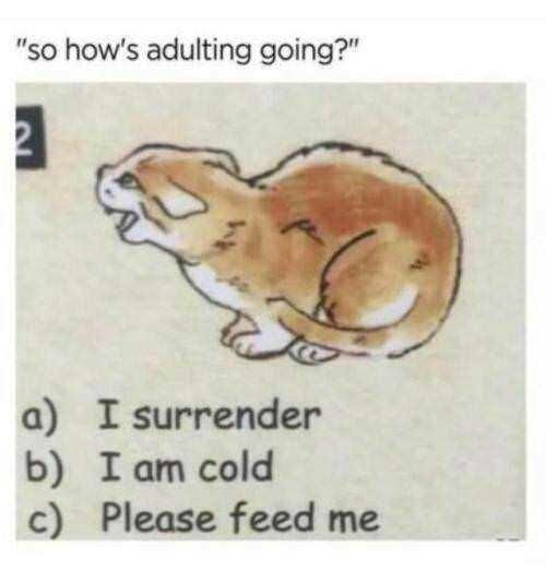 please+feed+me