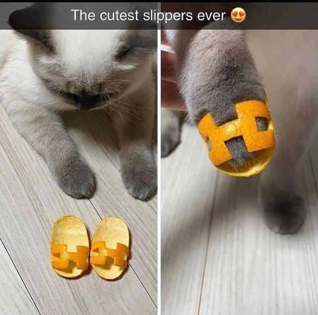 the+cutest+slippers