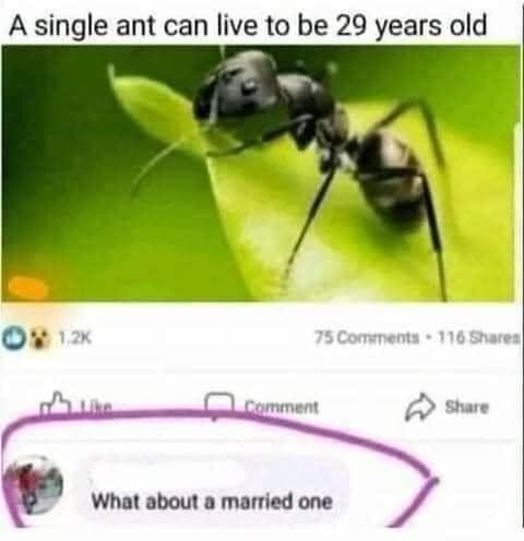 50+percent+of+ant+marriages+end+in+divorce