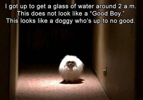 Throw+me+the+ball%2C+human